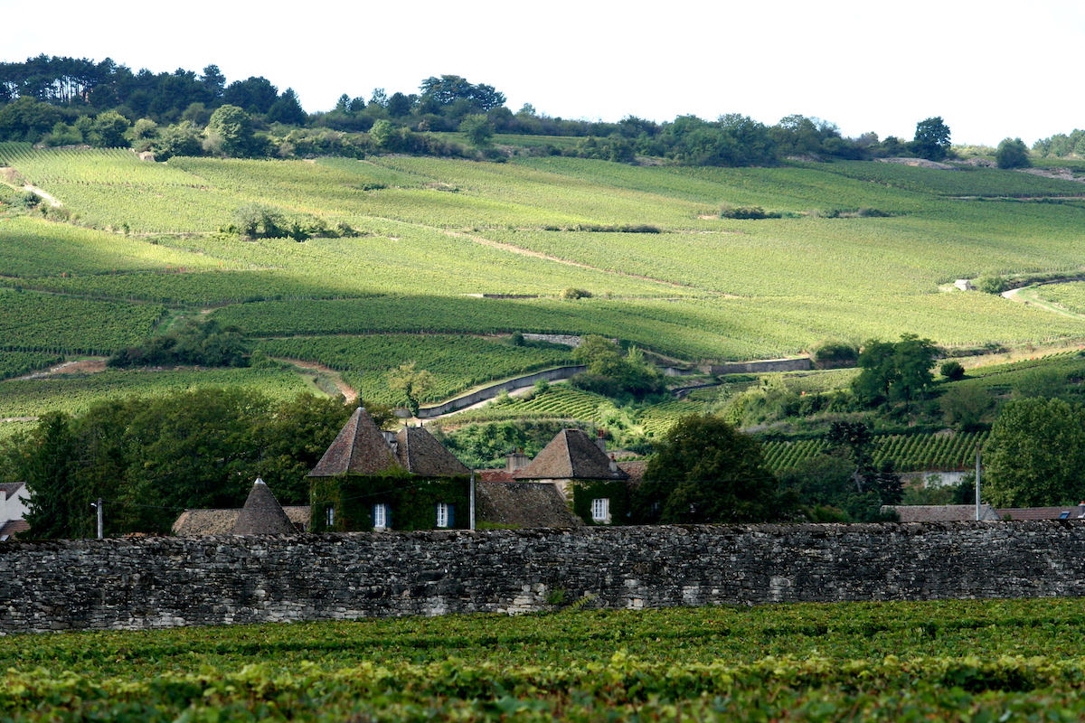 Beaune Vineyard